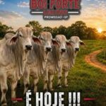 leilão boi forte
